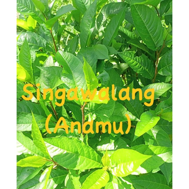 

200 Gram Daun dan Batang Singawalang (Anamu)/Petiveria kering 100% Asli