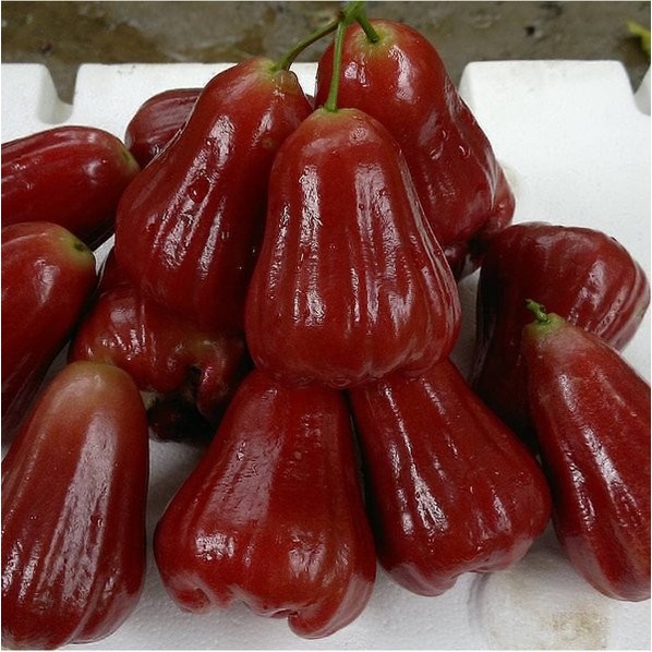 bibit tanaman buah jambu air citra khas demak CCCC