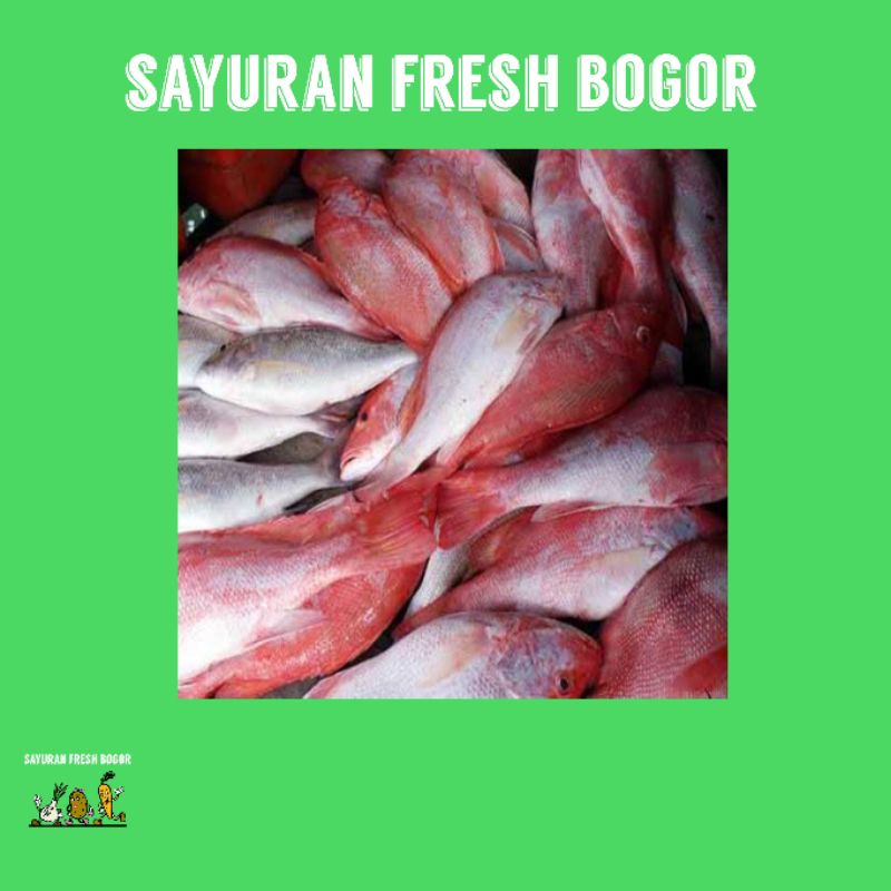 

Ikan Kakap Merah Super ( 500 Gram ) | Sayuran Fresh Bogor