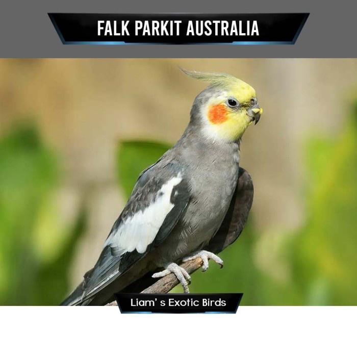 Falk cockatiel 2024