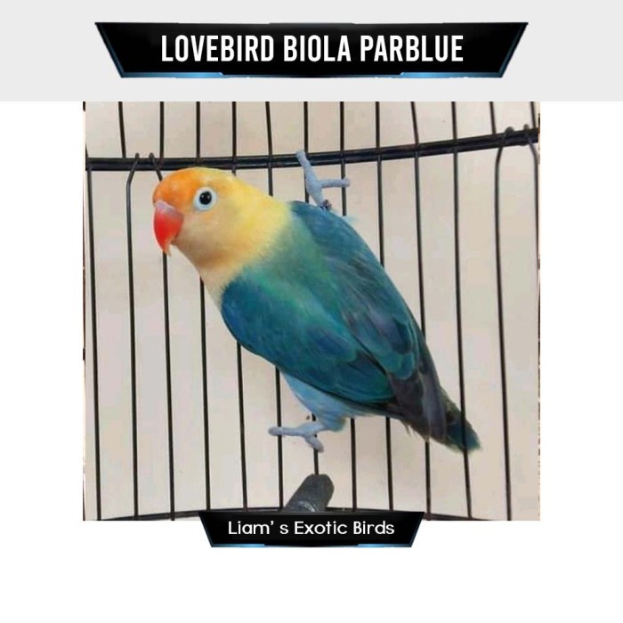 Burung Lovebird Biola Parblue