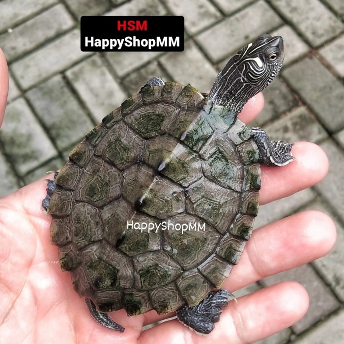 Terlaris Kura Missisipi Map Pilihan Uk. 6-10Cm