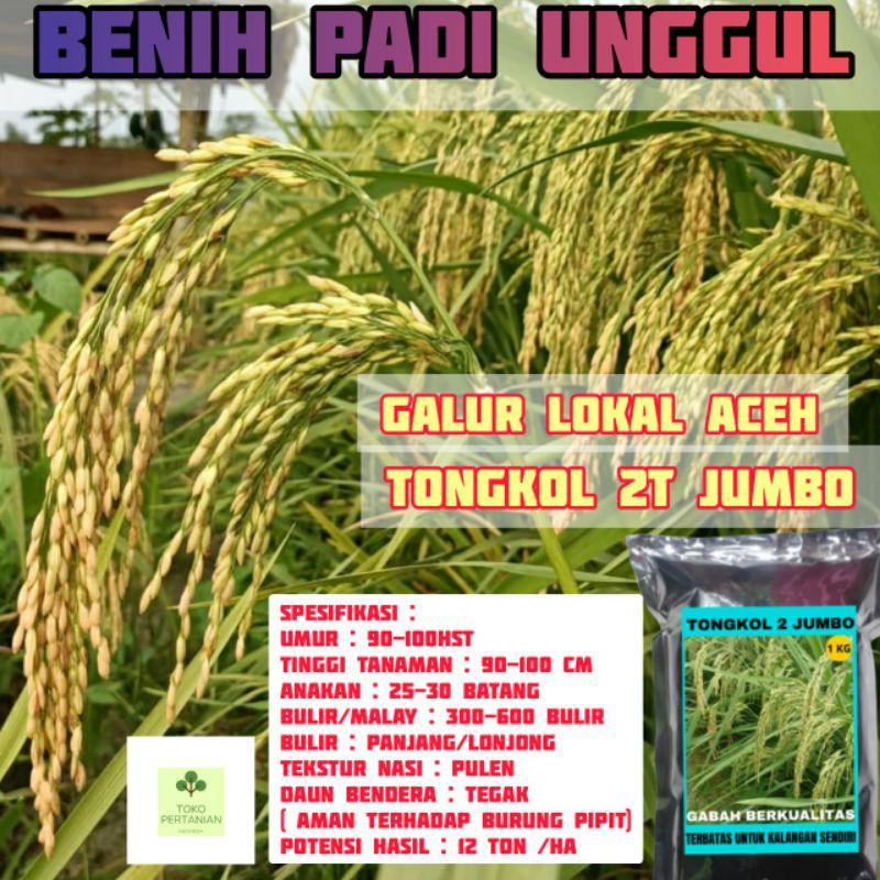 COD tongkol2 jumbo benih padi Galur lokal Aceh berkualitas. Best Seller