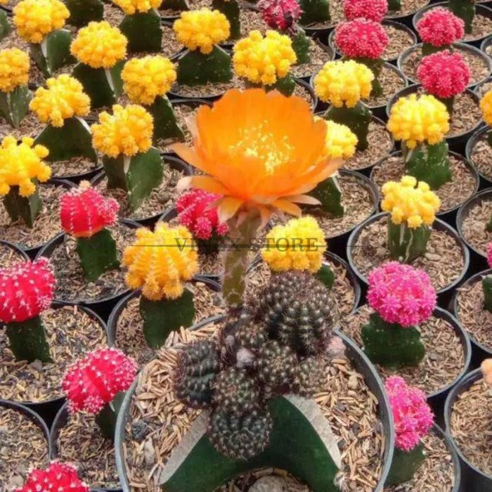 PROMO KAKTUS IMPOR THAILAND BLOOMMING TERLARIS