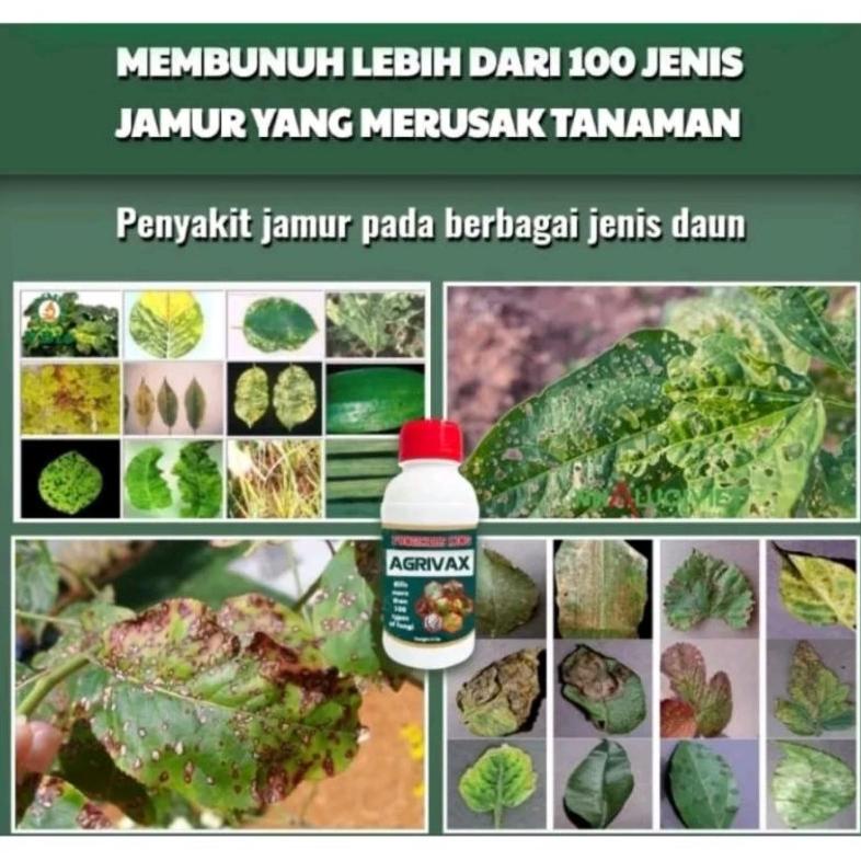 Terbaru Agrivax Fungicides King Pembasmi Hama