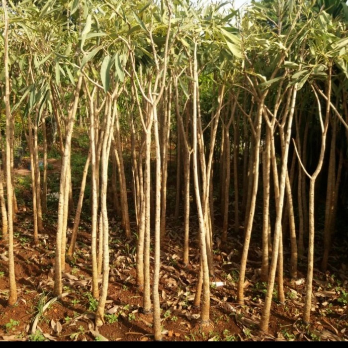 FLASH SALE POHON/// POHON TABEBUYA 2 METER TANAMAN TERBARU