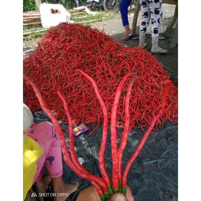 PROMO CMK AKAR BIBIT UNGGULAN SUMATERA BARAT.. TERBARU