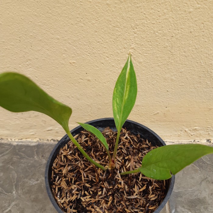 HOT SALE JEMANI EKA VARIGATA TERBARU