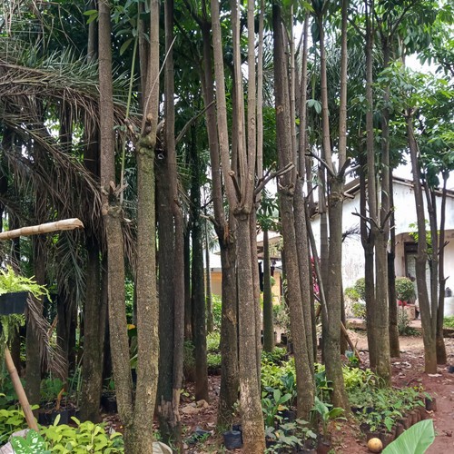 DISKON SPESIAL POHON PULE/POSIL POHON PULE/PULE POSIL TERBARU