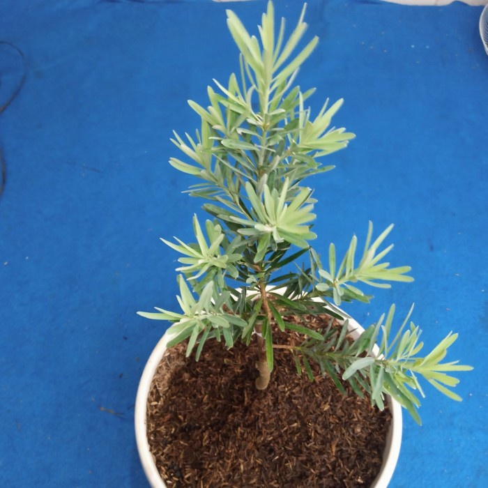 MUST HAVE BIBIT TANAMAN LO HAN SUNG BLUE ICE ,UKURAN BESAR TERMURAH