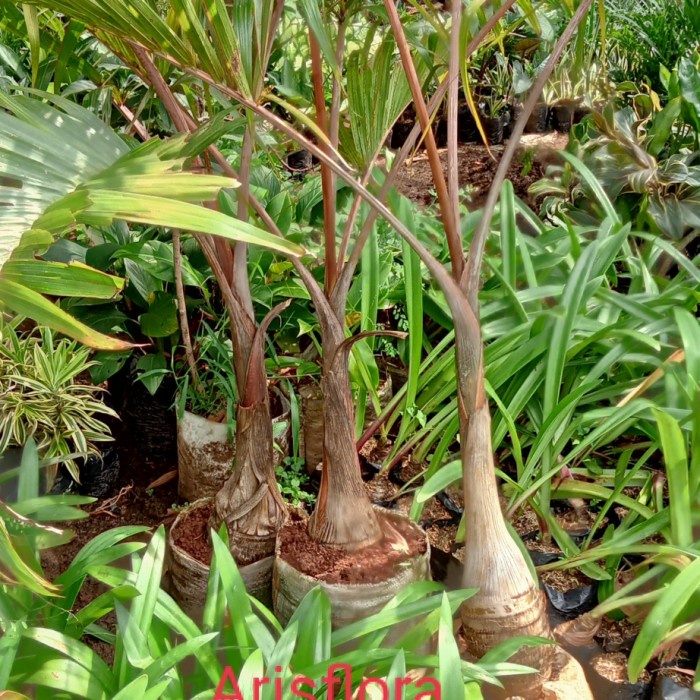 FLASH SALE POHON PALEM BOTOL TINGGI 2 METER TERMURAH