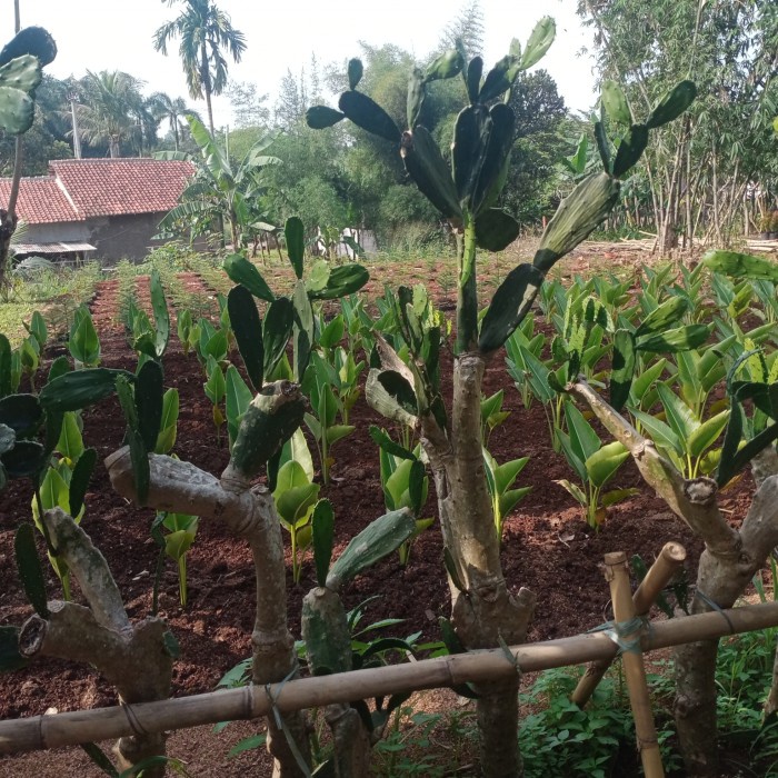 HOT SALE POHON HIAS KAKTUS CENTONG TINGGI 1 METER BERCABANG TERBARU