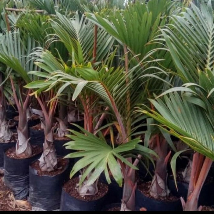 PROMO POHON PALEM BOTOL 1 METER TERMURAH