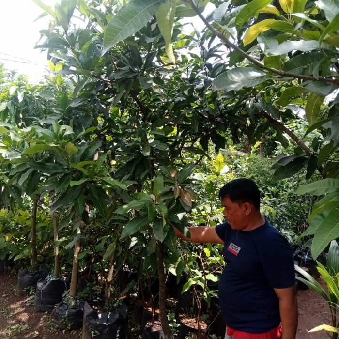 DISKON SPESIAL TANAMAN POHON BUAH MANGGA MANALAGI / HARUM MANIS / OKYONG / 2 METER TERMURAH