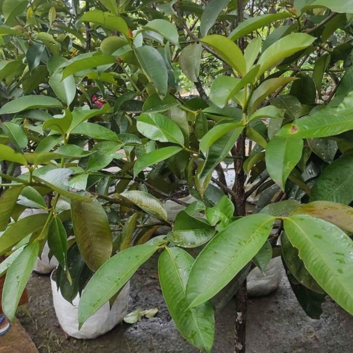 DISKON SPESIAL POHON MANGGIS TINGGI 1,5 METER BATANG BESAR TERBARU