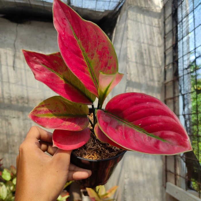 FLASH SALE AGLONEMA AYUNINDI ORIGINAL BERKWALITAS TERBARU