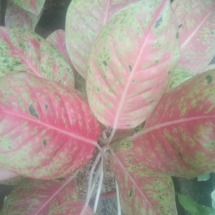 DISKON SPESIAL AGLONEMA BIG ROY+POT PUTIH+SERABUT TERLARIS