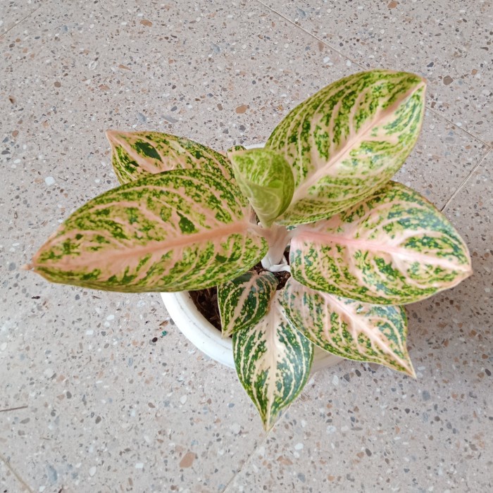 PROMO AGLONEMA WIDURI ORANGE TERLARIS