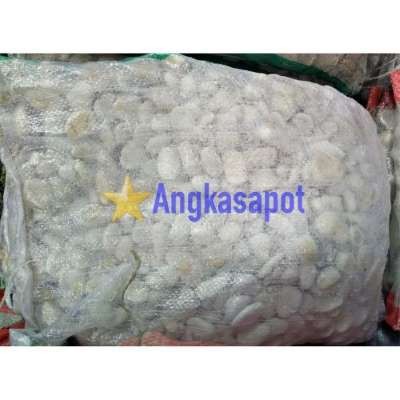PROMO KHUSUS GOSEND BATU TAMAN KORAL CORAL PUTIH KARUNG BESAR TERMURAH