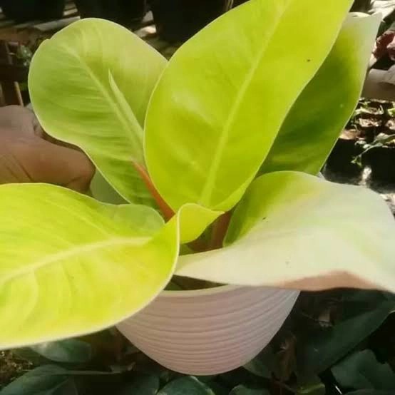 FLASH SALE PROMO PAKET MURAH TANAMAN JEMANI,LIDAH MERTUA, PHILO LEMON+ POT TAWON TERMURAH