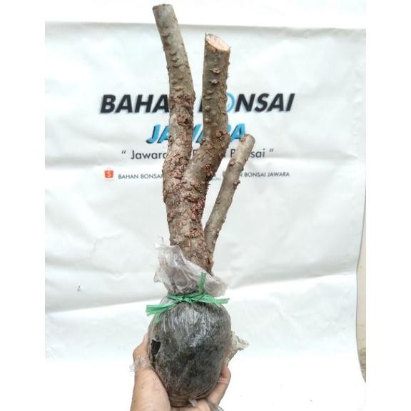 DISKON SPESIAL RESTOK BONSAI SANTIGI MAWAR HASIL CANGKOK TERLARIS