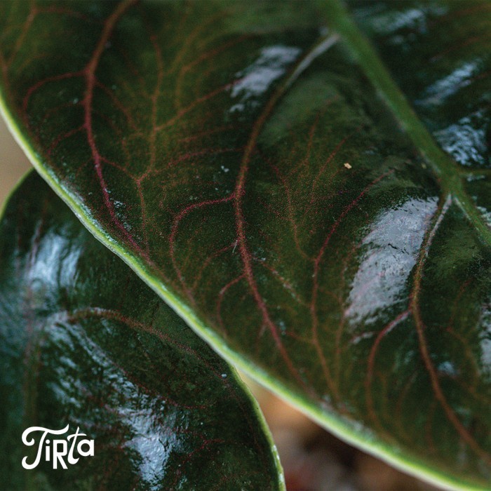 HOT SALE CG ALOCASIA AZLANII - TANAMAN RAWATAN TERBARU