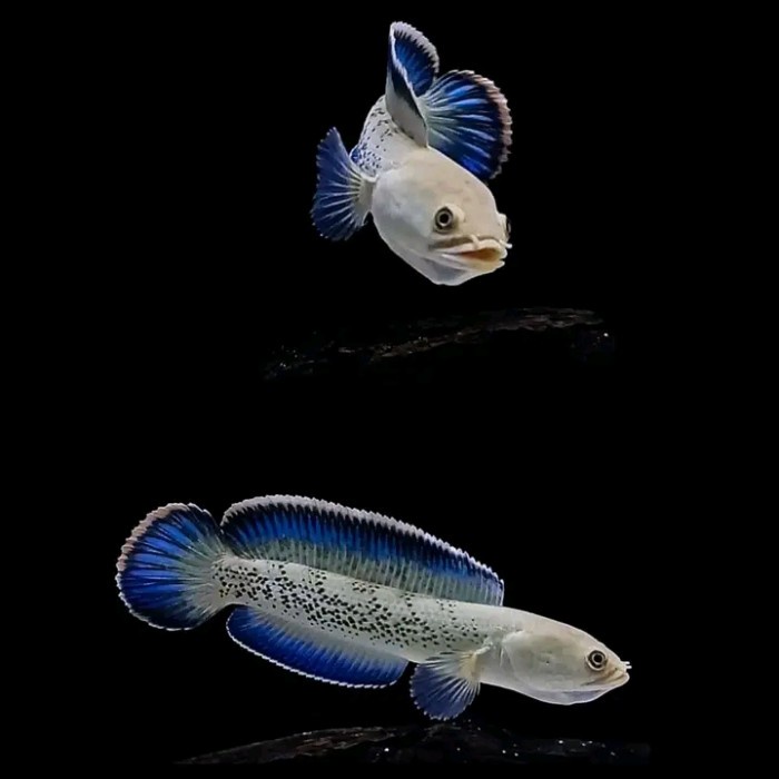 Terlaris Painting Stewarti - Bahan Canna Kontes Uk 7-8Cm -