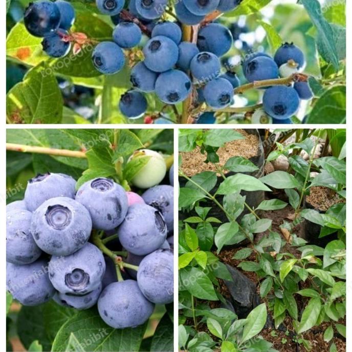 8.8 Bibit Tanaman Buah Blueberry Jam Fruit
