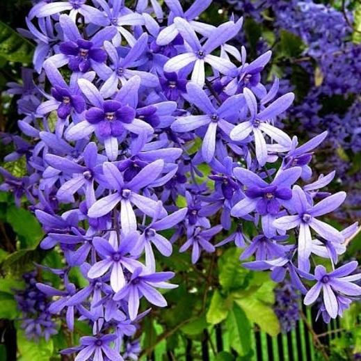 

Sale 8.8 Bibit Bunga Petrea Volubilis Ungu