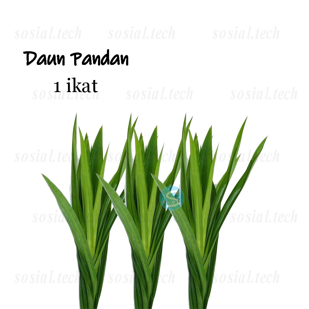 

Daun Pandan 1ikat Fresh Wangi Daun Pandan Nasi Uduk Kolak