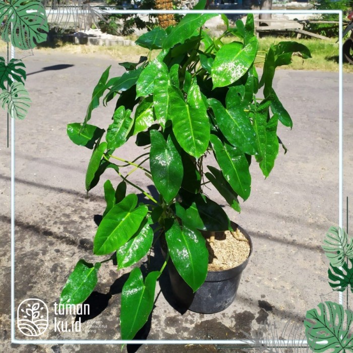 HOT SALE PHILODENDRON BURLEMAX BURLE MARX BESAR / JUMBO INDUKAN TERLARIS