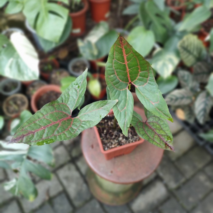 PROMO CYRTOSPERMA JOHNSTONII / ALOCASIA BLACK JACK TERMURAH