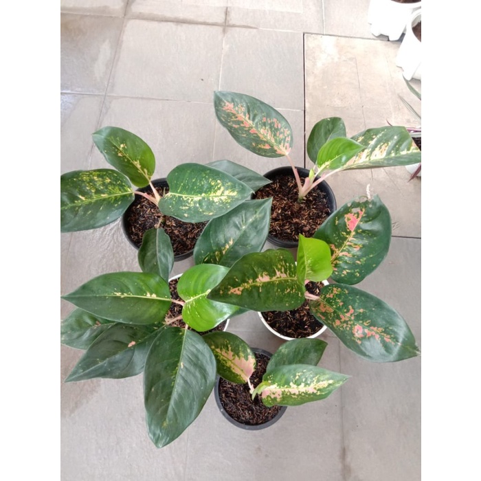 MUST HAVE TANAMAN HIAS AGLONEMA PINK KOCHIN BESAR TERLARIS