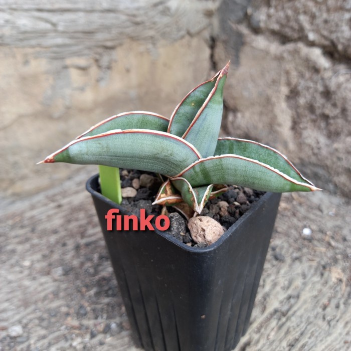 DISKON SPESIAL SANSEVIERIA 'BANANA COMPACTA' (HYBRID PHILIPINE) TERBARU