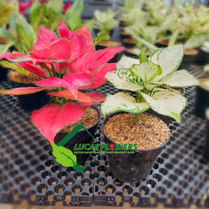 FLASH SALE AGLONEMA PAKET IMPORT TERMURAH