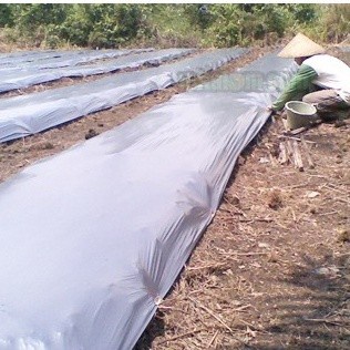 FLASH SALE PLASTIK MULSA PERTANIAN HITAM PERAK 1 ROL ROLL PLASTIK PAGAR TANAMAN TERMURAH