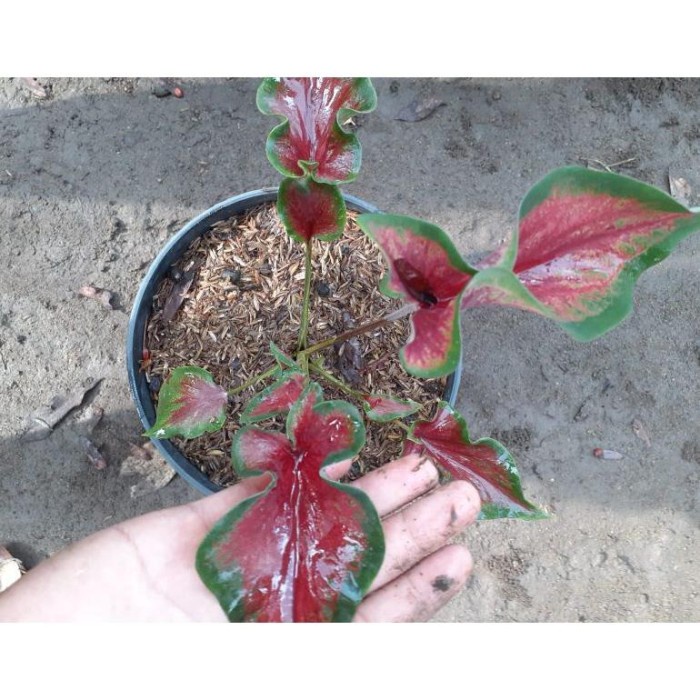 HOT SALE!!! DISKON TANAMAN KELADI RED PICKUCK/ CALADIUM RED PICKUCK MURAH MURAH TERMURAH