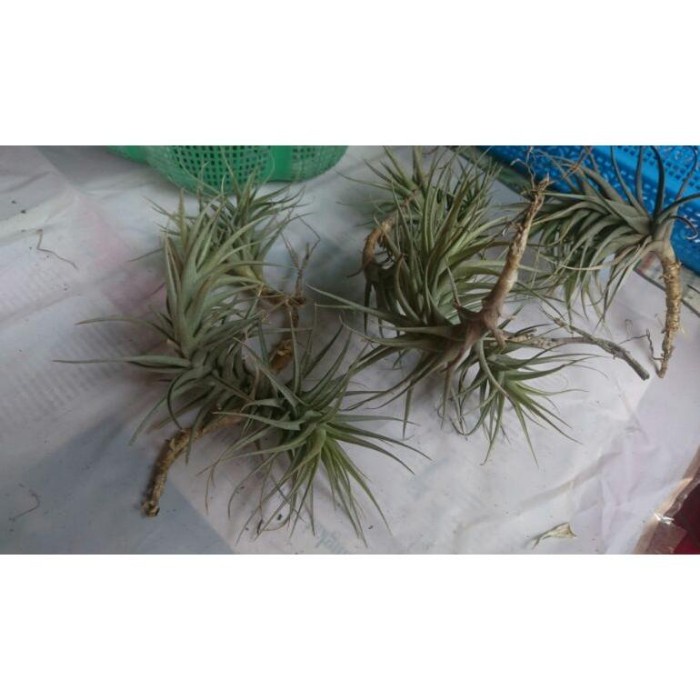 FLASH SALE TERLARIS TILLANDSIA BERGERI MURAH TERBARU
