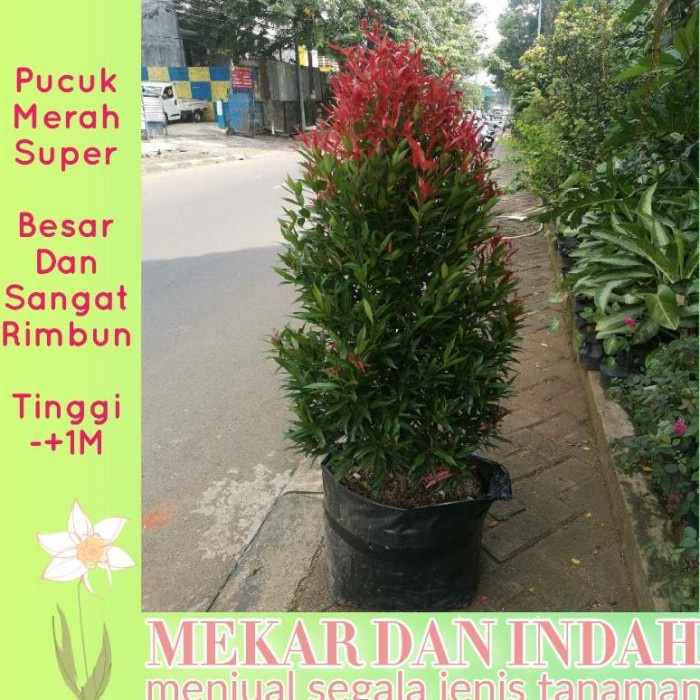 HOT SALE SALE TANAMAN PUCUK MERAH/POHON PUCUK MERAH BESAR RIMBUN TINGGI -+1M TERMURAH