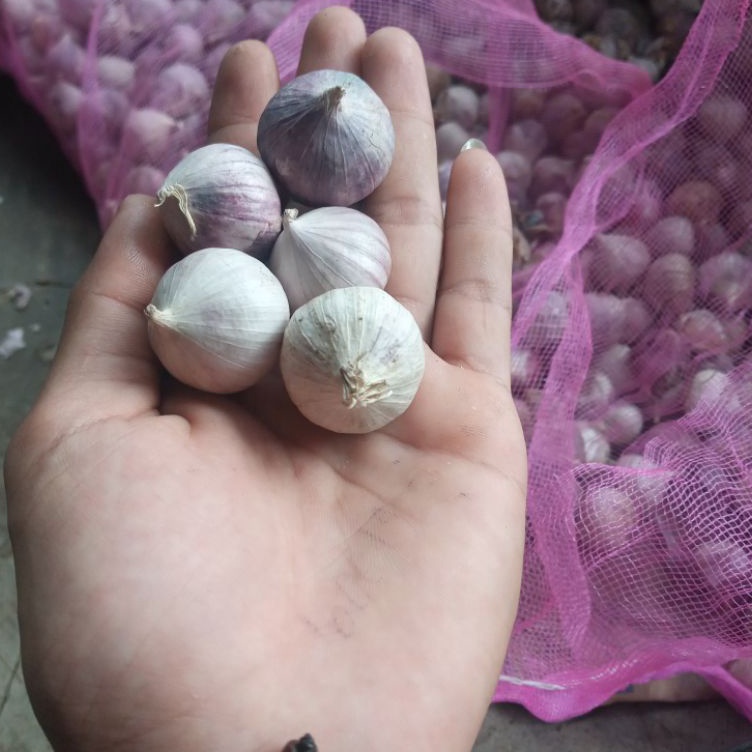 

Laris✲ I0JZ7 Bawang putih tunggal | 1 Kg fresh Tersortir | Satu ukuran Sedang R80 ✱Dijual Murah
