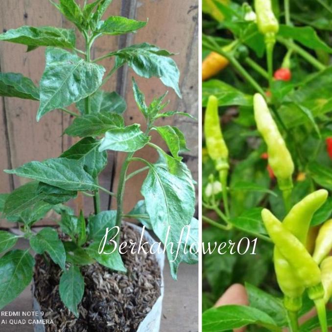 

Limited Pohon Cabe Rawit Setan, Pohon Cabe Rawit Merah,