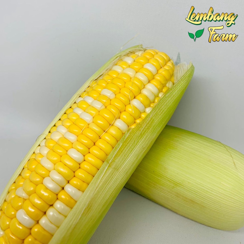 

Hokkaido Sweet Corn - (Jagung Hokkaido Manis) - Medium