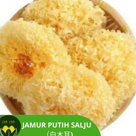 

Model Baru✵➞ KAB0G Jamur es / jamur salju / pek bong ni / bai mu er ( jamur putih) kualitas terbaikk UTUH R95 Terkini