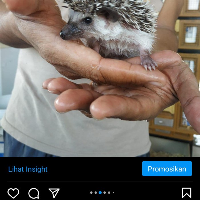 Landak Mini