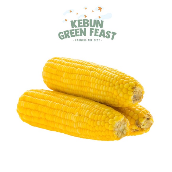 

Jagung Susu Kupas Bersih - Jagung Manis - Jagung Besar