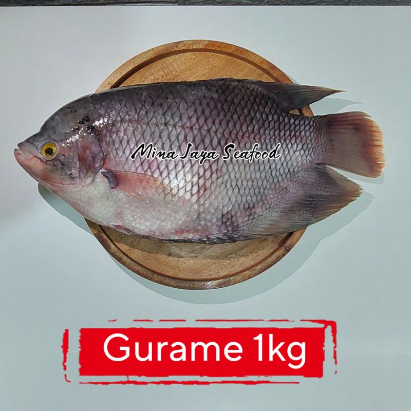 

Ikan Gurame 1KG / FREE SUDAH DIBERSIHKAN