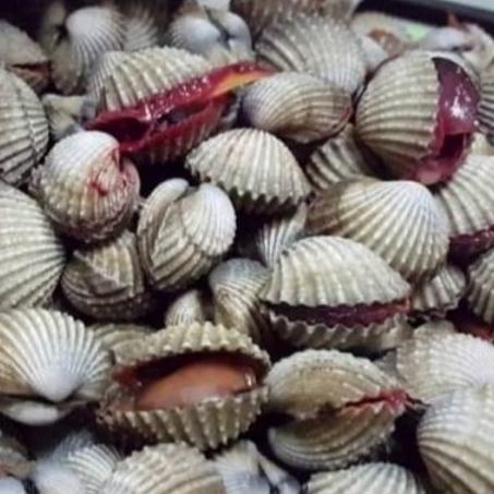 

New Kerang Dara Segar - 1 Kilogram
