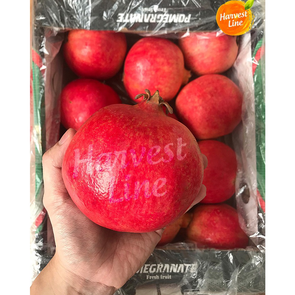 

Murah Banget BUAH DELIMA MERAH POMEGRANATE JUMBO IMPOR IMPORT [HARVEST LINE] Harga Promo