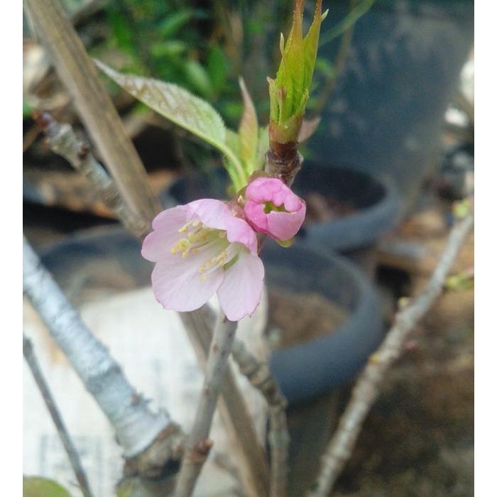 BIBIT POHON BUNGA SAKURA JEPANG ORIGINAL