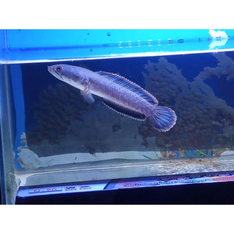 Channa limbata (Asli Bali) -+12cm bahan kontes